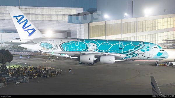 全日空绿海龟抵厦
