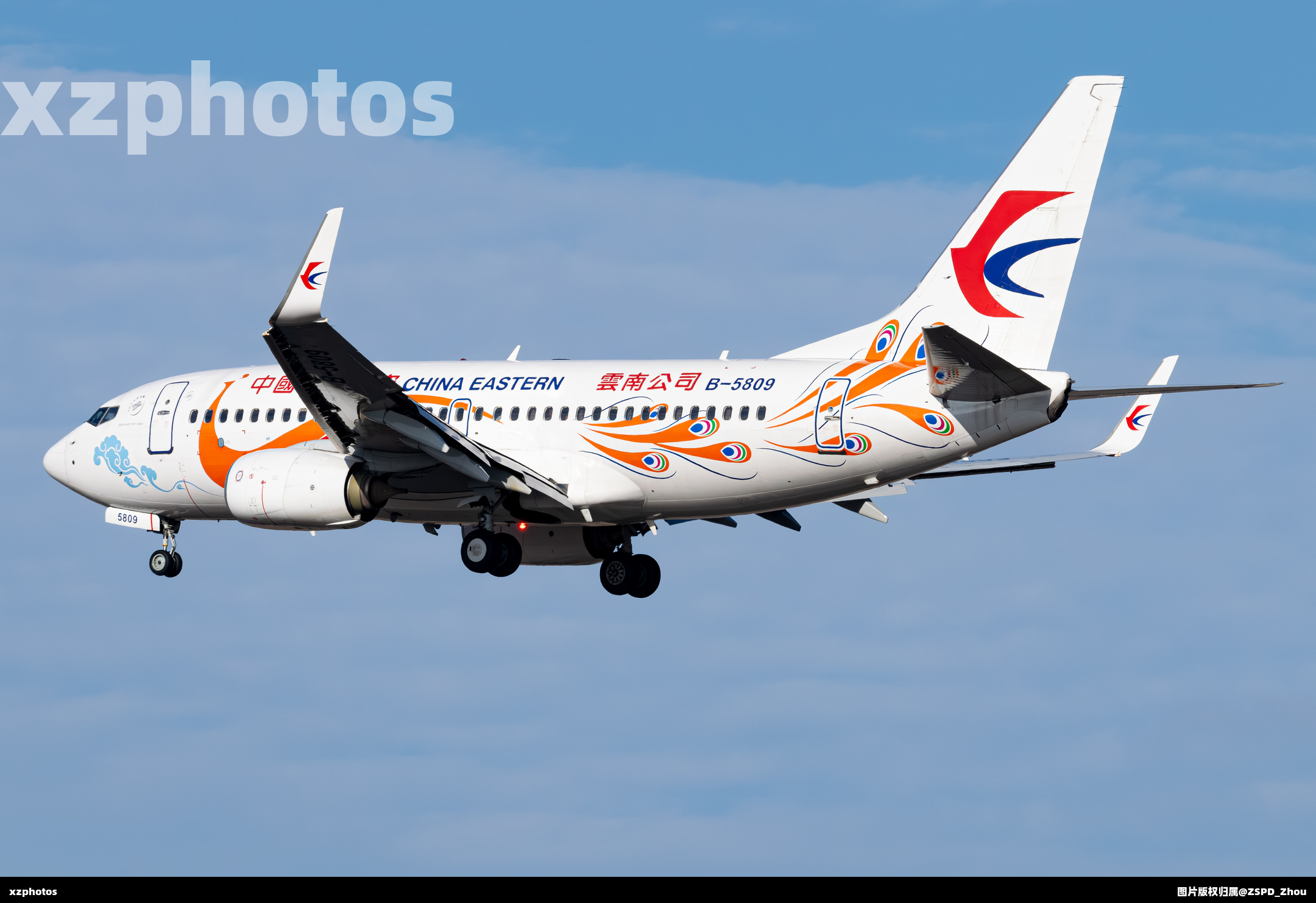 孔雀东南飞，入山不再归……